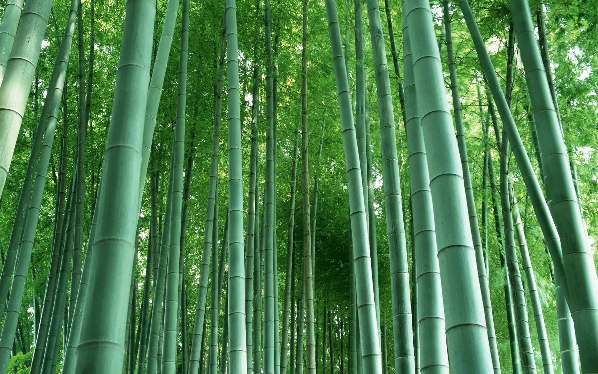 Bamboo is more than grass and it's is a versatile and sustainable plant