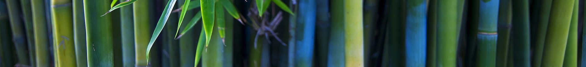bamboo